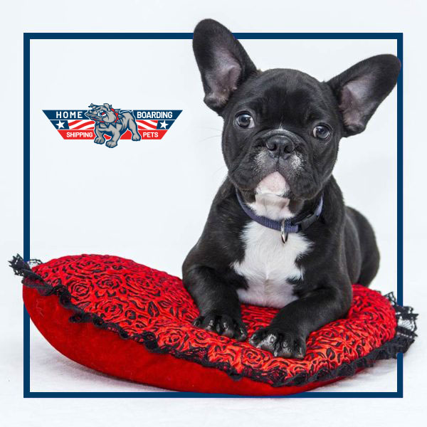 Fiducia e rispetto reciproci spedizione-cane-aereo-internazionale-shipping-pets