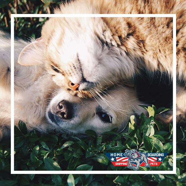 La nostra esperienza al tuo servizio trasferimenti-cane-gatto-toelettatura-veterinario-viaggio