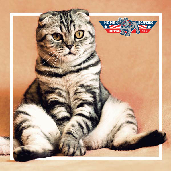 Il trasportino giusto per il tuo pelosetto trasportino-gatto-cane-vacanze-viaggio-aereo-animali